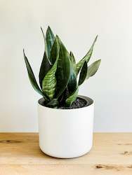 Sansevieria Black Hahnii