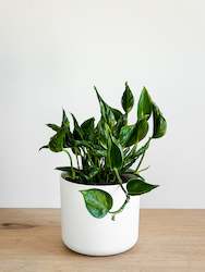 Shangri la pothos