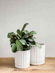 Athens Planter - White