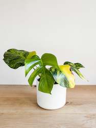 Monstera Aurea