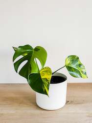 Monstera Aurea