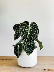 Anthurium Clarinervium