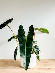 Philodendron Billietiae