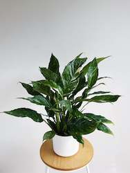 Peace Lily - Variegated