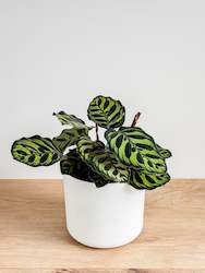 Calathea Makoyana