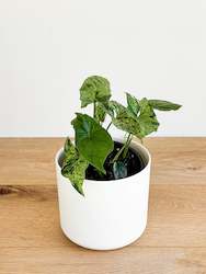 Syngonium Mojito