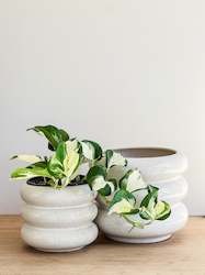 Plant, garden: Milan planter - sandstorm