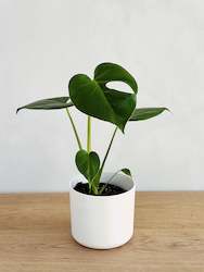 Plant, garden: Monstera Deliciosa