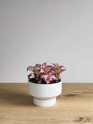 Parlour Porcelain Planter