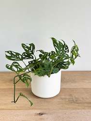 Plant, garden: Monstera Swiss Cheese