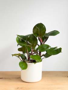 Philodendron White Knight (3)