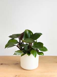 Philodendron White Knight (2)