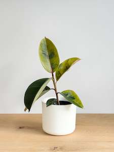 Ficus Shivereana X (3)