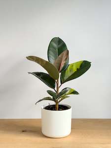 Ficus Shivereana X (2)