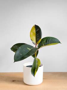 Ficus Shivereana X (1)