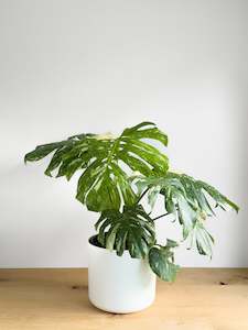 Monstera Thai Constellation (1)