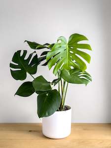 Plant, garden: Monstera Deliciosa