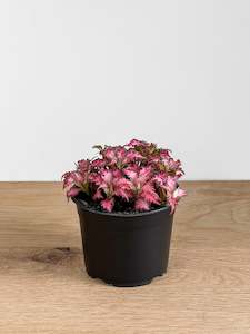 Fittonia - Pink