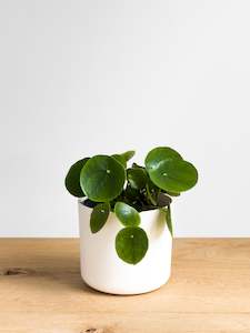 Pilea Peperomioides