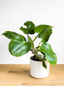 Plant, garden: Philodendron White Wizard (2)