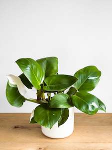 Philodendron White Wizard (1)