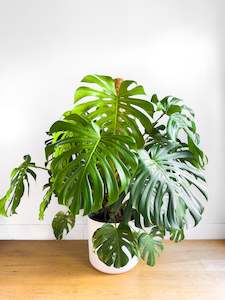 Monstera Deliciosa