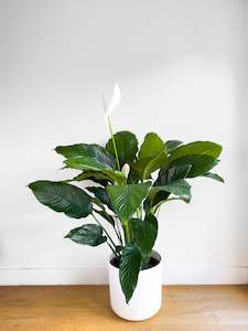 Giant Peace Lily