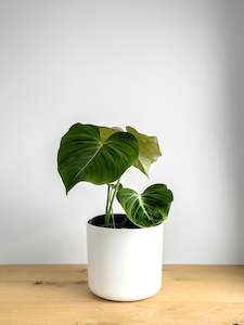 Philodendron Gloriosum  (1)