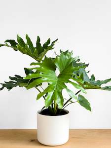 Philodendron Hope