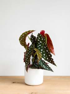 Begonia Polka Dot