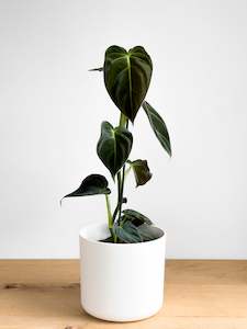 Plant, garden: Philodendron Melanochrysum