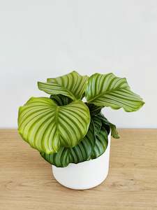 Calathea Orbifolia