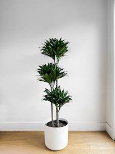 Dracaena Janet Craig Compacta