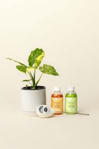 Plant, garden: Green Thumb Kit