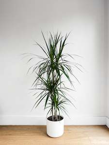 Dracaena Marginata