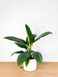 Spathiphyllum Sensation