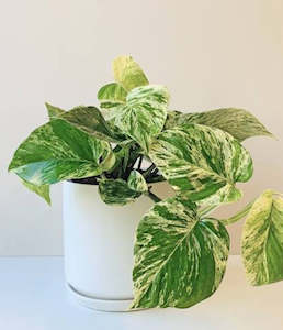 House Plant: Marble Queen x