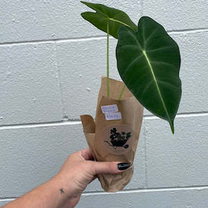 Plant - Alocasia Fryderk