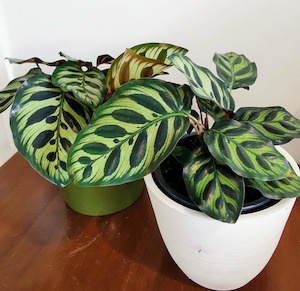 Florist: Calathea Makoyana - Kakariki Flowers