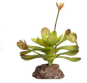 Reptile One Plant Mini Aeonium Green With Ceramic Base