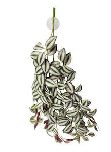 Reptile One Hanging Plant 70cm Tradescantia Green Silver W Suction Cup