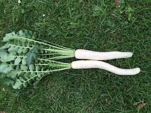 Organic White Radish – per each