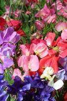 Sweet Pea Mammoth Choice Mix