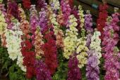 Garden supply: Stock Perfumed Giants