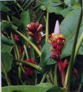 Garden supply: Banana ornamental pink