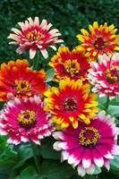 Zinnia swirls