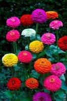 Zinnia lilliput mixture