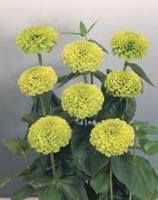 Zinnia giant lime