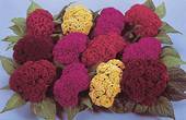 Garden supply: Celosia Amigo Mix