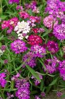 Garden supply: Candytuft flash mixed